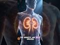 You’ve Been Wrong About Kidney Location! 😳 (See Inside Your Body) | Smart Al Dr |