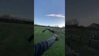 Chil the red kite in training. #bird #christmasgifts #redkite #falconry