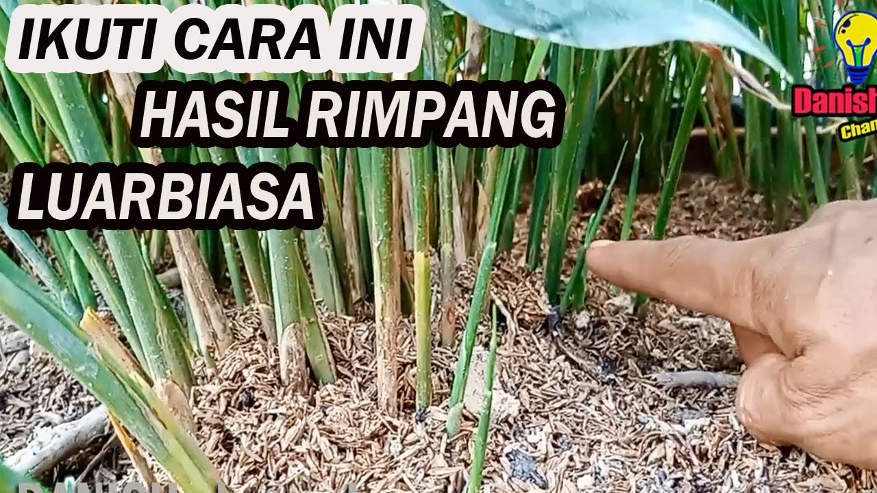 Cara Pemangkasan Tanaman Jahe 100 batang perumpun