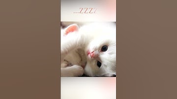 Thumbnail of Purrrfectly Relaxing - Liquid Mind "In the Arms of Love"