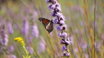 The Monarch Effect: An Interactive Virtual Journey (Trailer)