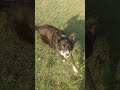 Oscar kills the squeaker. work or pauses between throws to help prevent obsessiveness