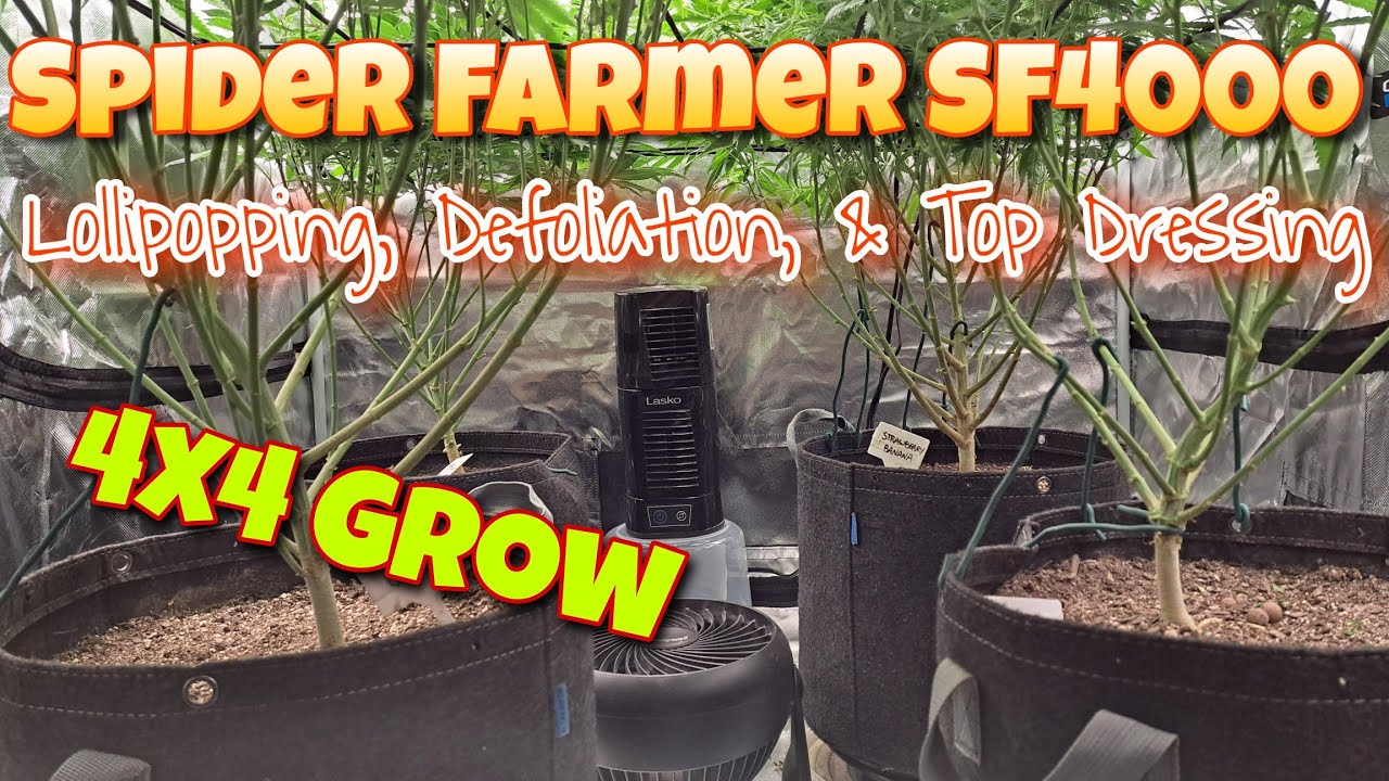4x4 Grow / Spider Farmer SF4000 / Lollipopping, Defoliation, & Top Dressing - Photoperiods