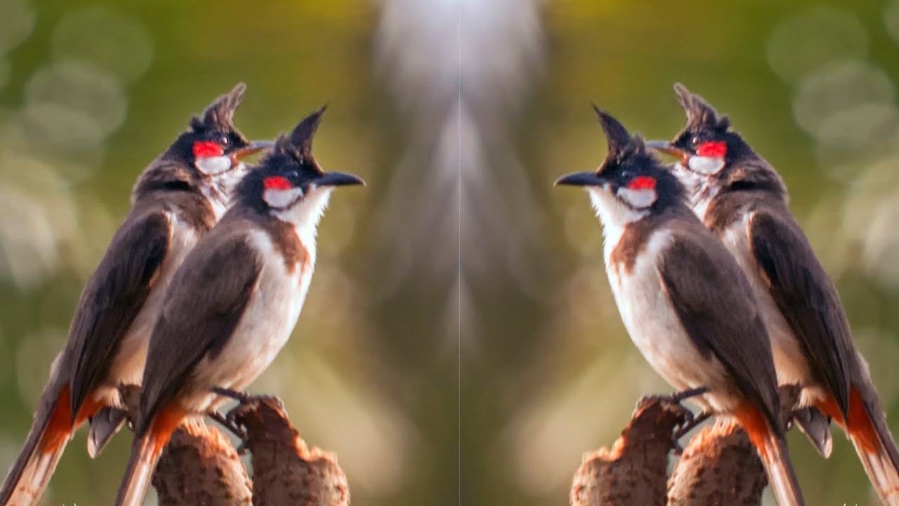 นกหัวจุก birds - เสียงนกตัวเมียร้องในกรง กระตุ้นนกตัวผู้ให้ร้องอย่างกระฉับกระเฉง