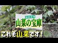 【山菜採り】山菜のツートップを求めて！山菜のデパートへ！
