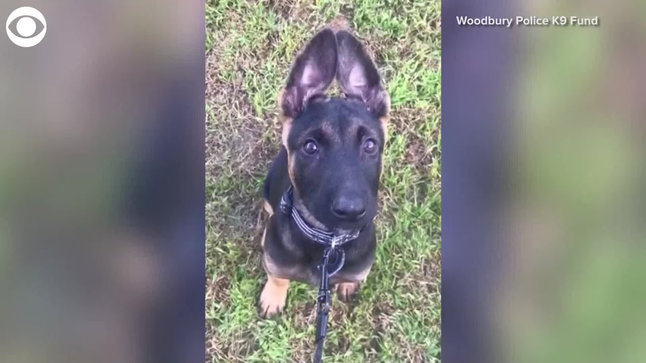 K9 Puppy In Training Reacts To Whistling YouTube