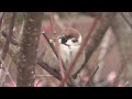 雪の降る中での梅の木のスズメ Japanese Spallow (in winter)