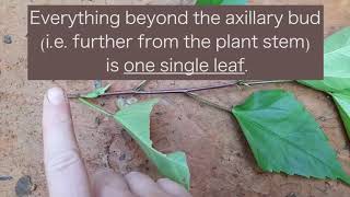 Looking At Leaves: Simple Vs. Compound Leaves