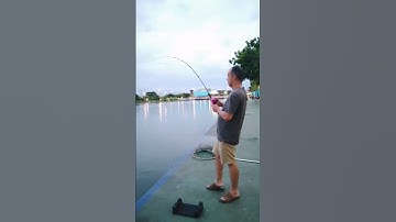 Cây cần này mà cũng câu đc cá Tra ah #fishing #ryoko #câu_cá_giải_trí #cước_câu_cá