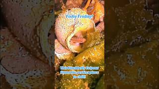 Fishy Friday! A Blackbelly Eelpout!  #scubadiving #pnw #blackbellyeelpout #orcatorch #scubapro