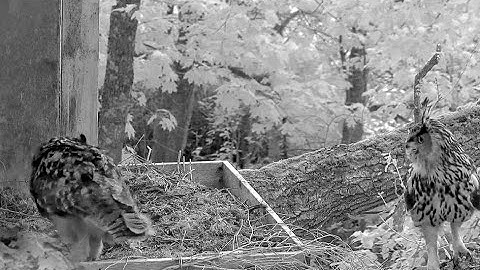 Two visitors! Estonian Eagle Owls. 01 June 2022