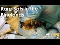 Rare bats in the pinelands  ethan gilardi conserve wildlife foundation of new jersey