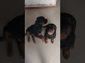 قمة السيطرة والطاعة.. شوفوا دارك عمل إيه في أول ثانيتين! 🔥👑#Shorts #Rottweiler #تدريب_كلاب #Reels