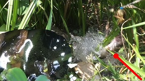 Câu cá lóc nhấp cá lóc bằng vịt, ổ trứng quá khủng dính cá lóc chà bá lửa cận cảnh