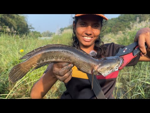 തവളയെ കണ്ടാലിവിടത്തെ മീനുകൾ അടിയോടടി 😱| Snakehead Fishing Kerala|பாம்பு முனை மீன்பிடி கேரளா#fishing