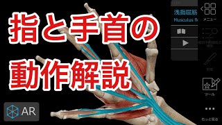 機能解剖学:手首と指の間動きと筋肉の働き