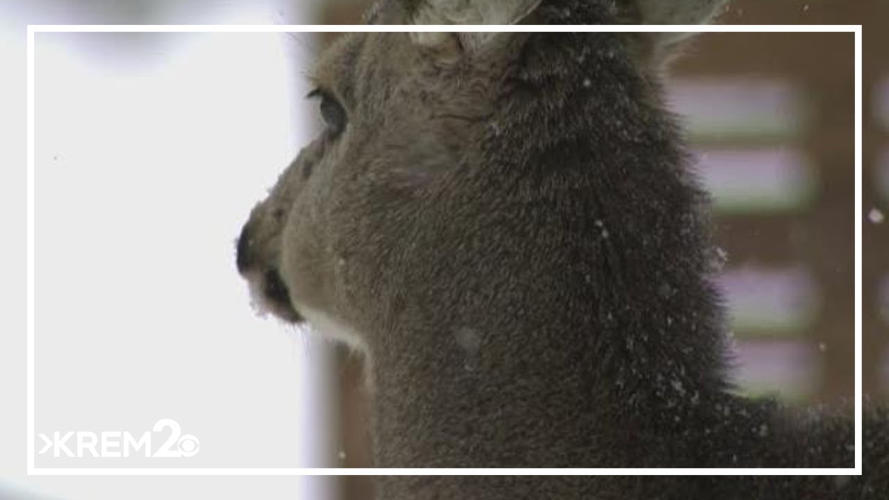 IDFG proposes new hunting technology during legislative session