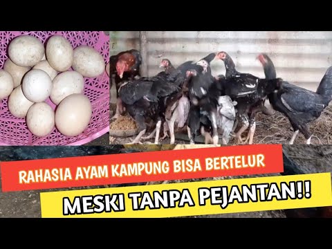 Video: Bolehkah ayam bertelur tanpa ayam jantan?