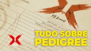 Everything about PEDIGREE | American Bully Micro | XB Kennel
