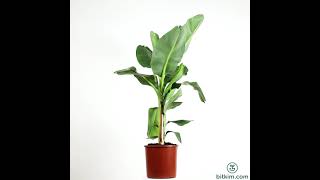 Muz Ağacı (Musa Banana) - Bitkim