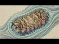 Cell Organelles — The Workers Inside the Cell.