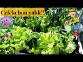 Buahnya melimpah ruah tahun ini..sayurannya seger-seger banget!!