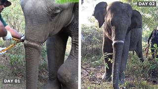 Imagine the Relief! Elephant’s Trunk Fully Healed After Deadly Snare Trap