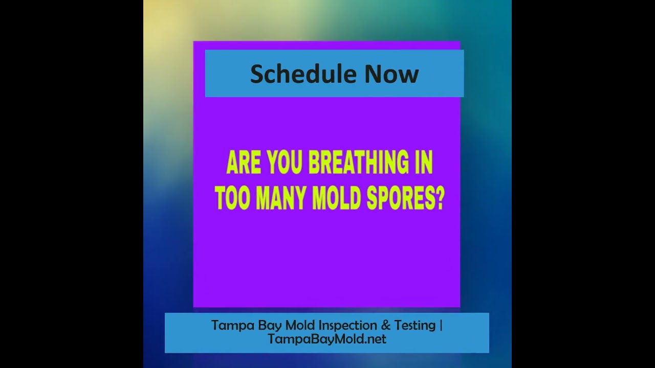 Black Mold Inspection In South Tampa 813-358-4766 TampaBayMold.net