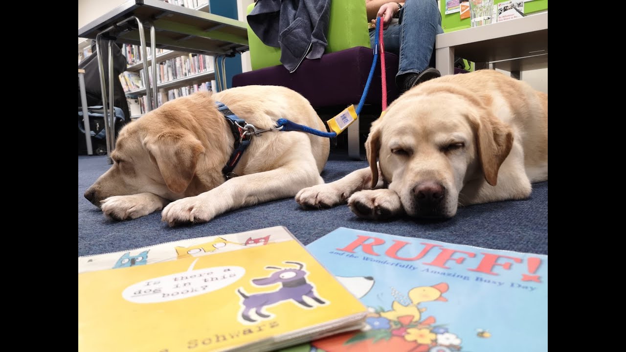 Selby Library to start Read2Dogs scheme for kids - YouTube