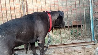 Rocky Kya Dekh Raha Hai