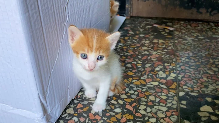 Video 2657461: beautiful kittens living, kitten funny, cute kitten, cute cat, baby cats, kitty