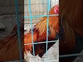 Ito ang pinakamatandang manok nito sa buong mundo #manok #chicken #reels