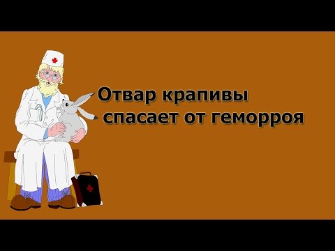 Отвар крапивы спасает от геморроя Лечение геморроя