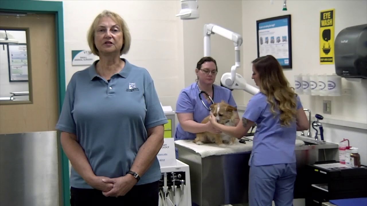 Tulsa Community College Veterinary Technology Program YouTube