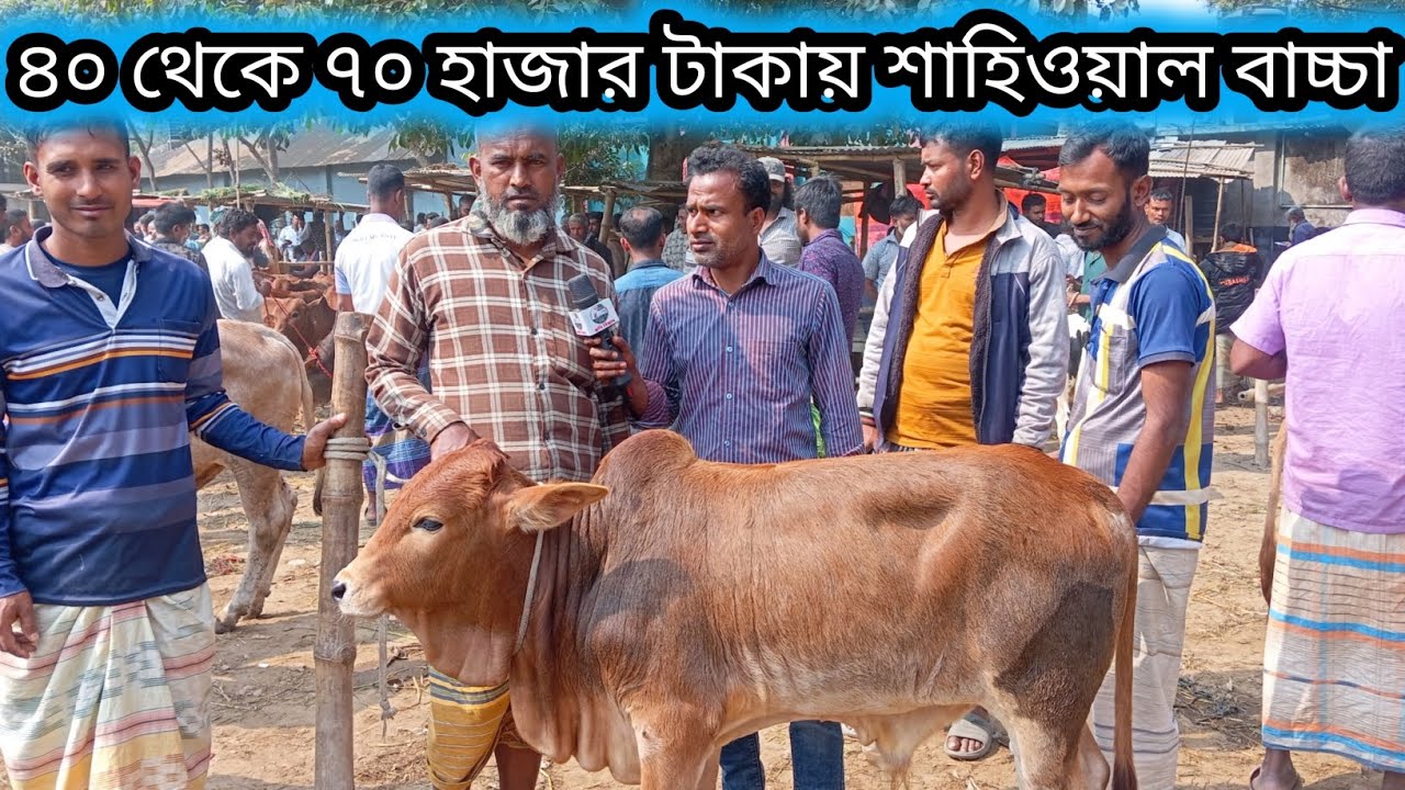 ২৪ফেব্রুয়ারি ২০২৬| আজ চাহিদা সম্পূর্ণ শাহীওয়াল বাচ্চা আফতাবগঞ্জ হাটে কেমন দামে বেচা বিক্রি হলো?