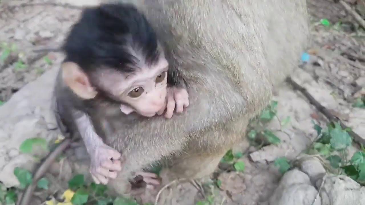 Monkey Group Meeting People Near Wild Angkor Wat