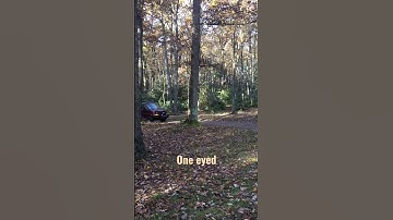 Thumbnail of It looks like a #purple people eater to me #vanlife #adventures