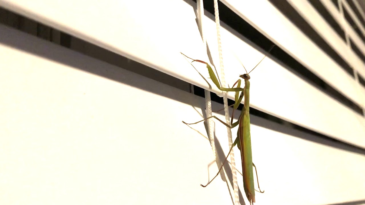 Lucky Insects YouTube