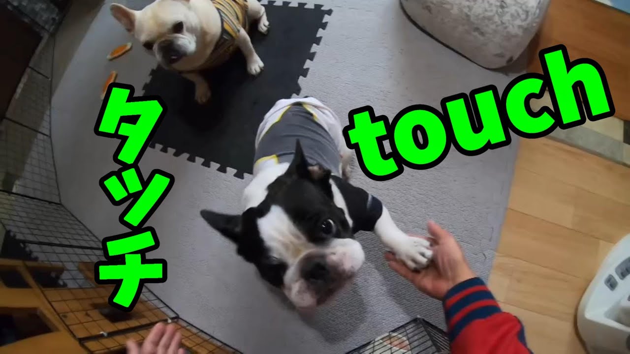 タッチを譲らないフレンチブルドッグ！【French bulldog that won't give up the touch!】 YouTube