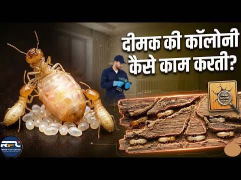 Demak Insect How Termite Colony Works?|| दीमक की कॉलोनी कैसे काम करती है?|| Ranga ...