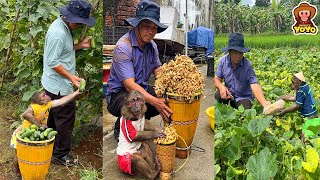 Video Full: 1 week harvesting vegetables  going to the market of grandpa and YoYo Jr