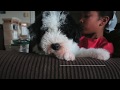 Roger the Mini Sheepadoodle