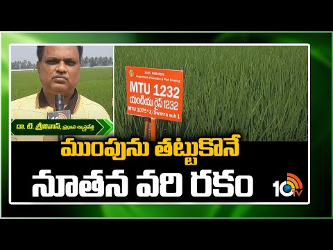 ముంపును తట్టుకొనే నూతన వరి రకం | Varieties of Paddy for Cultivation in Andhra | Matti Manishi | 10TV