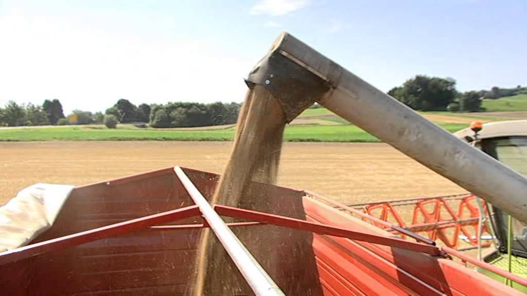 BeckaBeck Sterneprodukt: ALB-WEIZEN