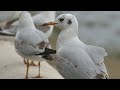 Орнитологи в Сочи выясняют причину гибели птиц на побережье