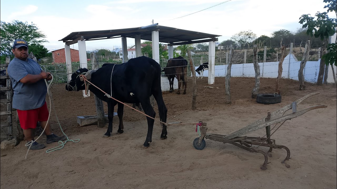 #COLOQUEI O GARROTE NO CULTIVADOR PARA ESPALHAR O ESTRUME DA PALMA @