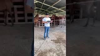 Caballada Nuevo México