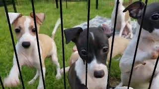 All The DoDa Day Italian Greyhound Puppies Cuddly Sweet Outdoor Fun