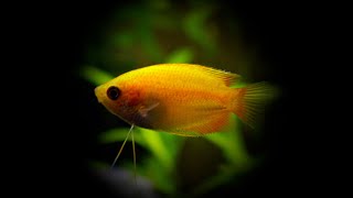 Honey Gourami - Mating Dance
