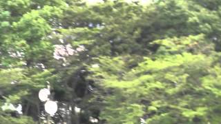 20140915 大田区秋季陸上 投擲編